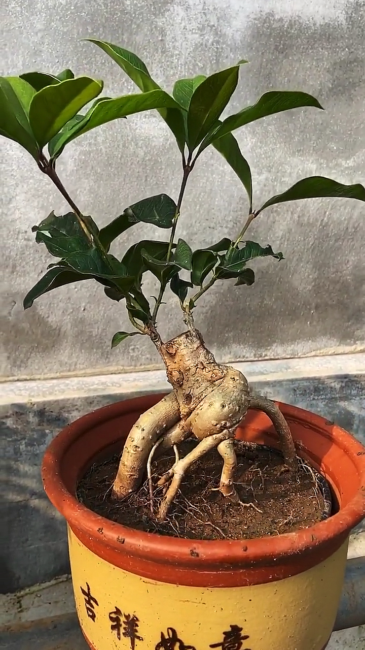 嫁接多年的桂花根系,长势不错