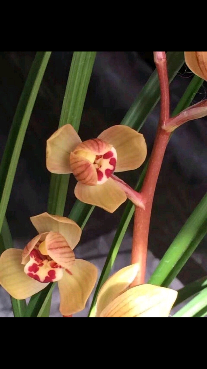 莲瓣兰永昌金荷