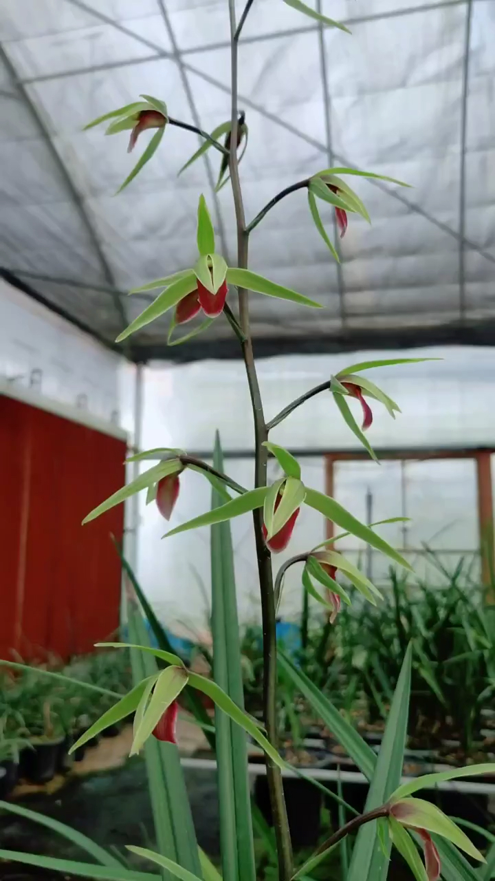 兰花#寒兰雪中红