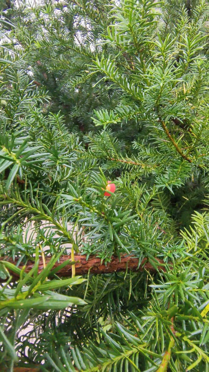 好物推荐#黄豆杉果子红了