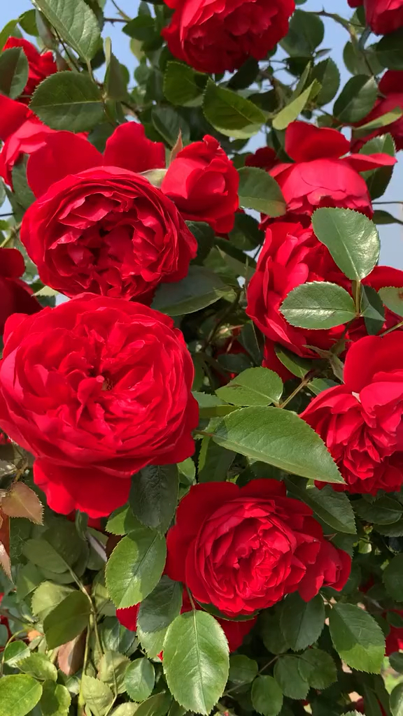 爬藤月季弗洛伦蒂娜大花浓香型