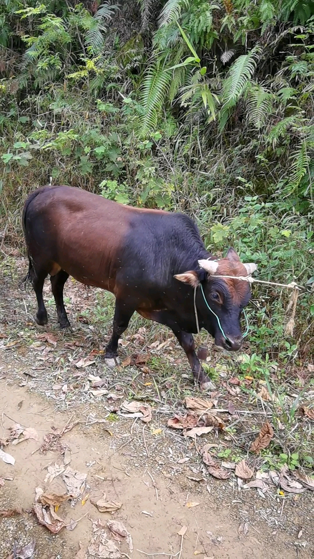 邻居的牛都卖完了大叔也想把自己放养的8头土黄牛卖了他说要99万合理