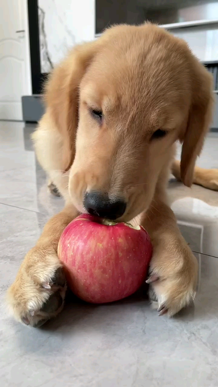 我家宠物不一样#今天是苹果狗-度小视