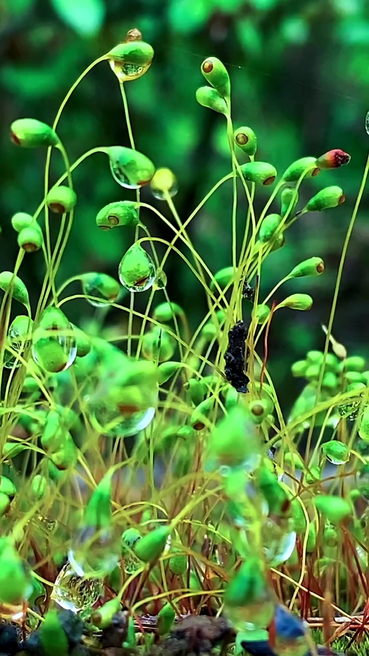 美景分享#阳光雨露,美极了