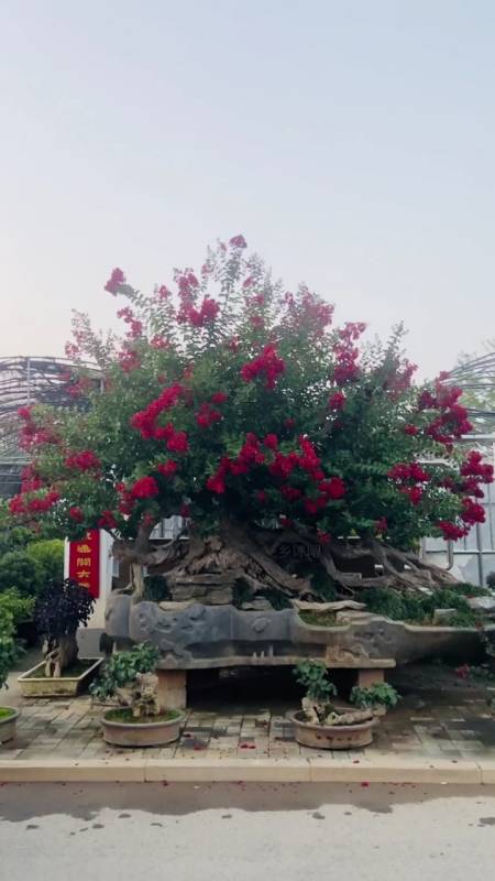 老桩红花紫薇盆景,花期长达120天,适合庭院别墅农家小院栽植