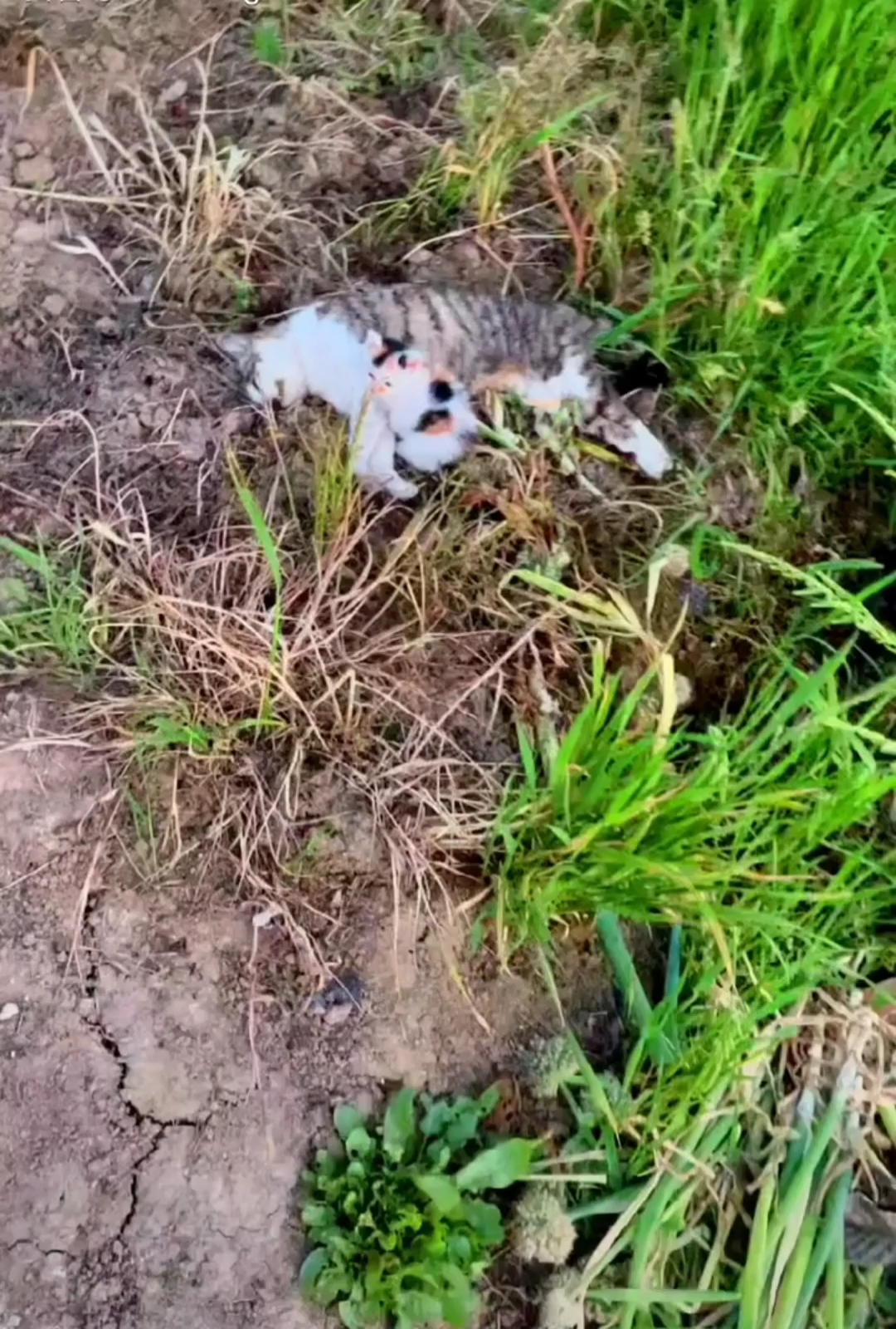 路过发现一只死去猫咪旁边有一只小奶猫哭叫后来