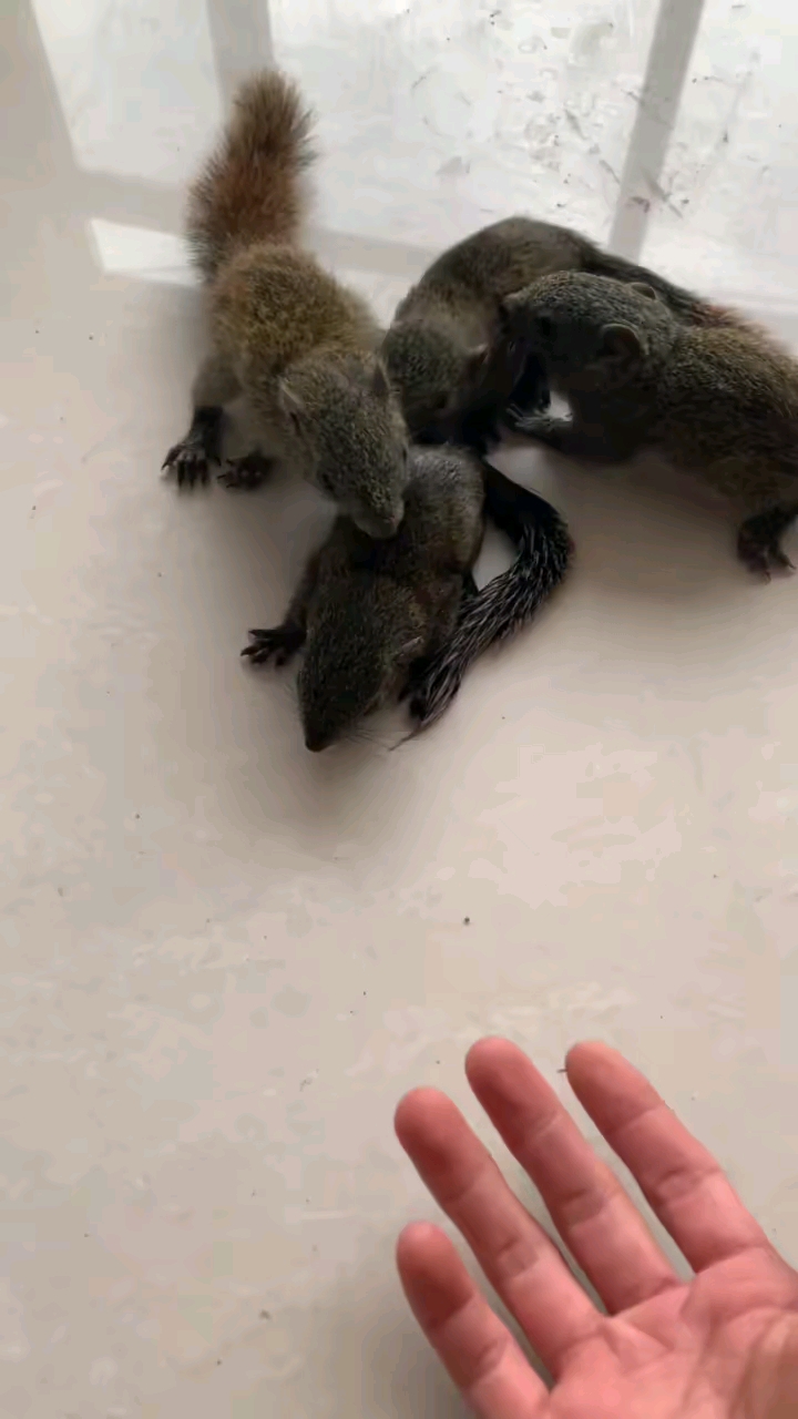 黄山红腹松鼠幼崽可以家养亲人体质好