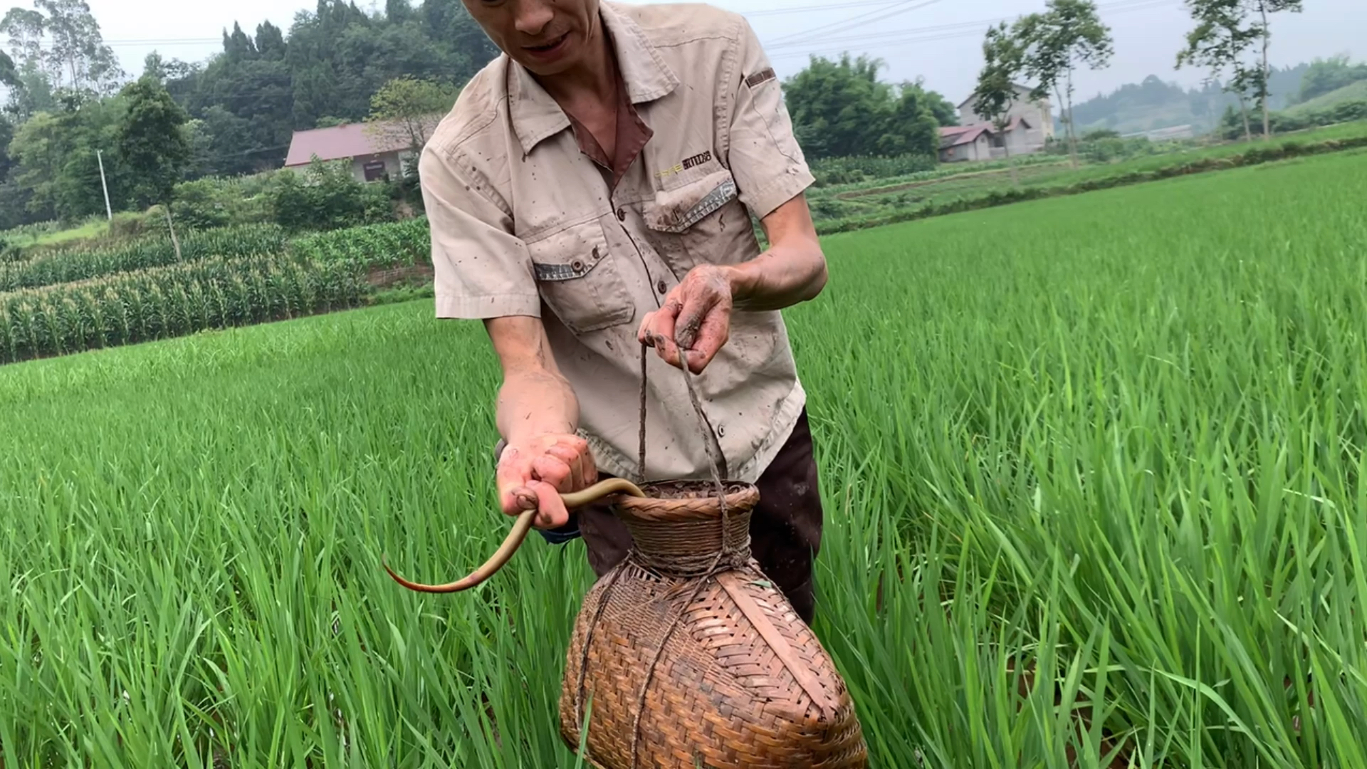 户外抓鱼#稻田中间抓鳝鱼,二娃的家乡真好!