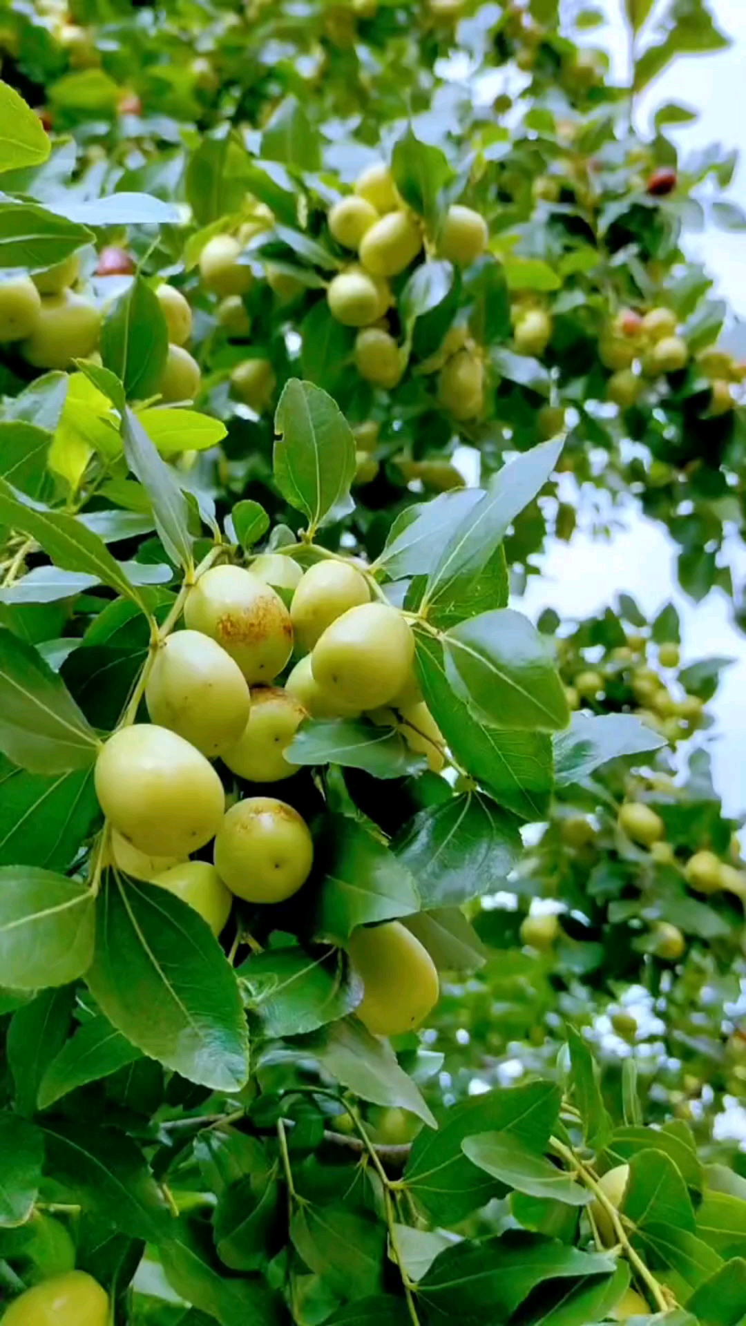 枣树入秋显功绩,甸甸果盈坠绿枝.