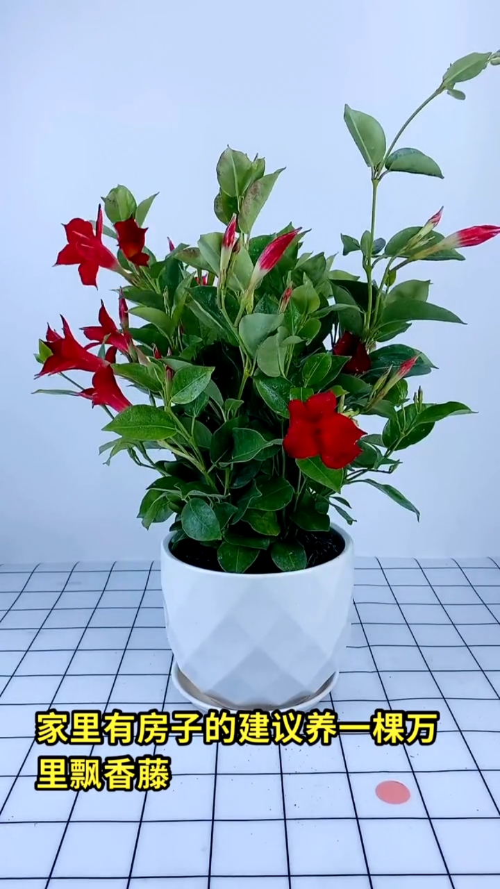 万里飘香藤