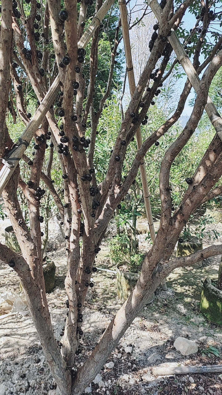 本場大量樹葡萄老樹種植批發