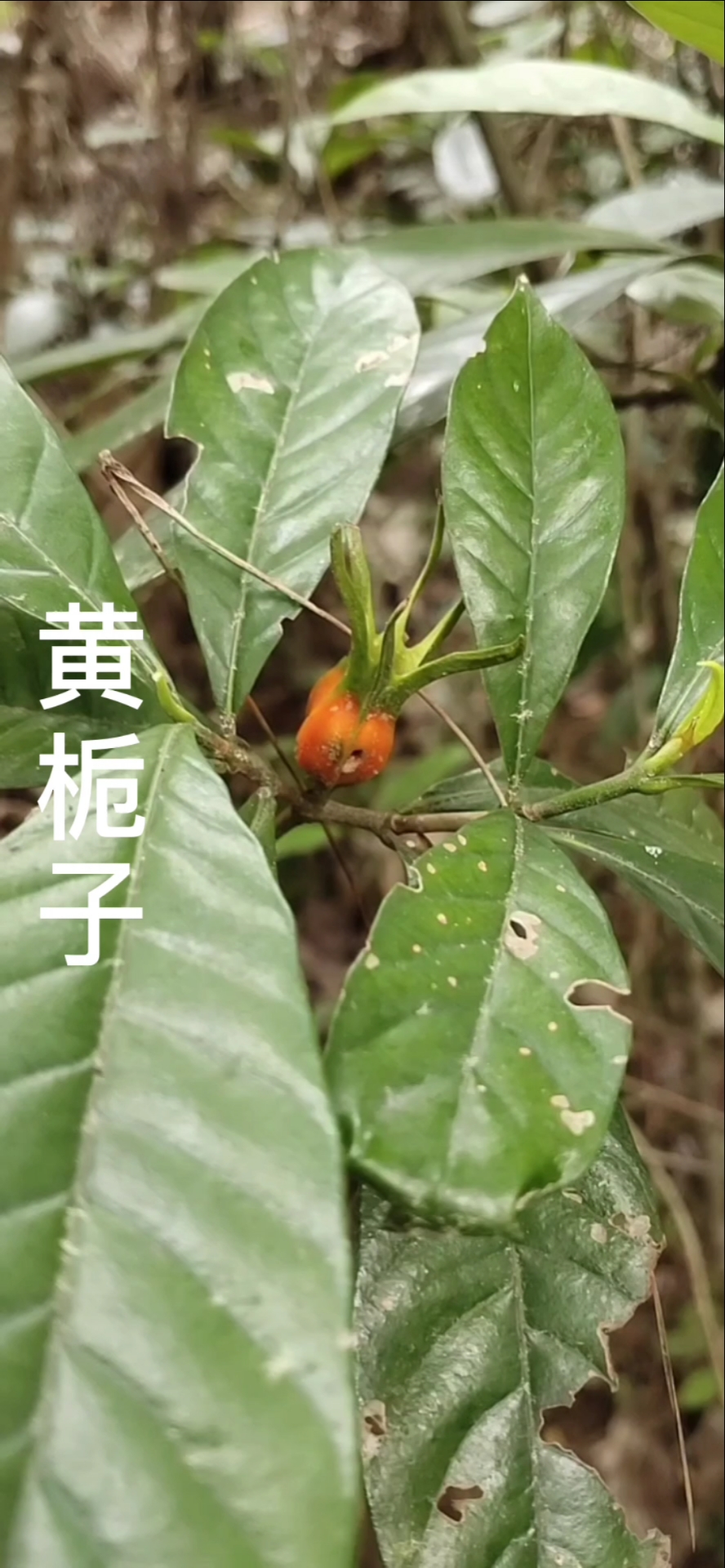 认识中草药#认识中草药之黄栀子