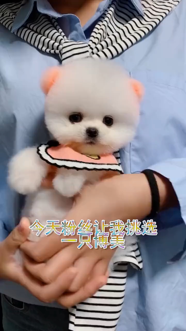 开启歪头杀模式的一只小型俊介