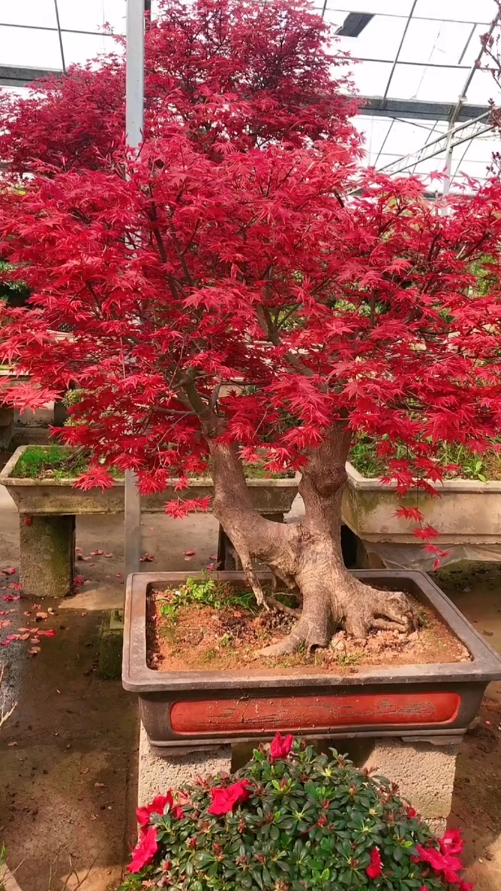 红舞姬红枫盆景