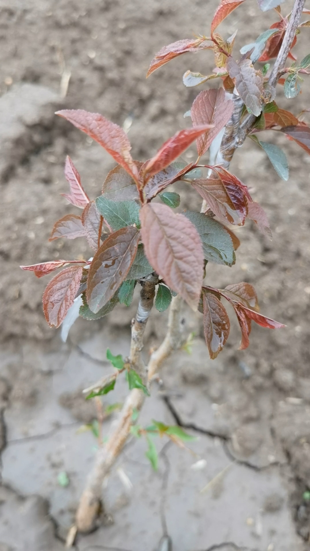 果树苗#紫冠欧李及时抹去砧木芽,更好的生长,果个大,富含较高天然