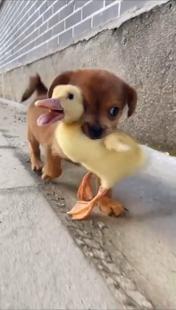 我要上热门狗狗把小鸭子当成了自己的孩子叼着就跑