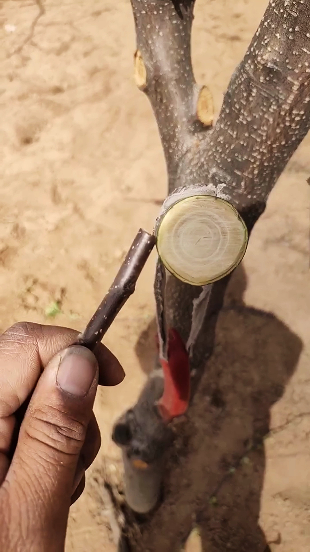 核桃树春天嫁接砧木必须削品种,离皮后就可以嫁接