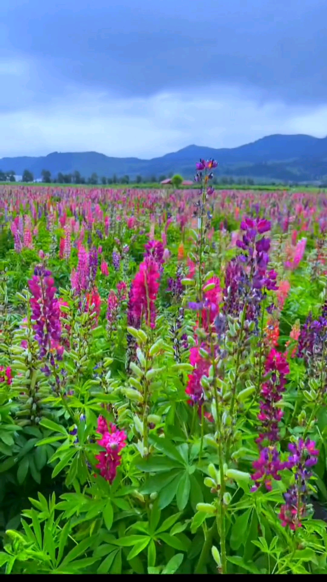 那拉提花海图片大全图片