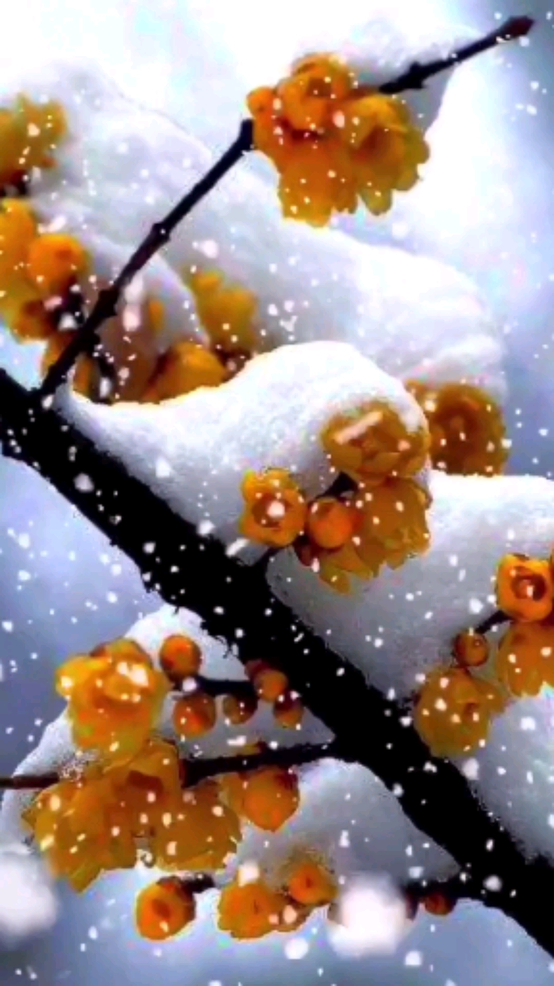 又见雪花飞满天