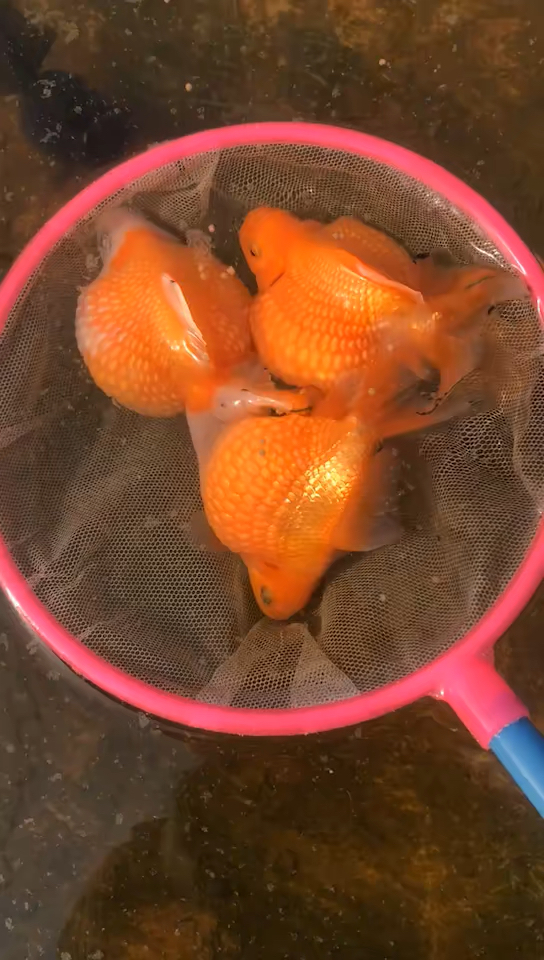 太可爱的.胖妞妞珍珠金鱼.自家鱼塘养殖金鱼.各个品种都有-度小视