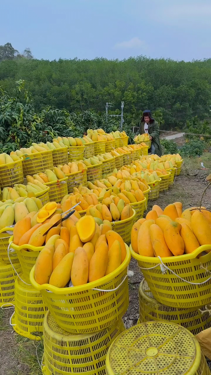 "金煌芒"果园直发