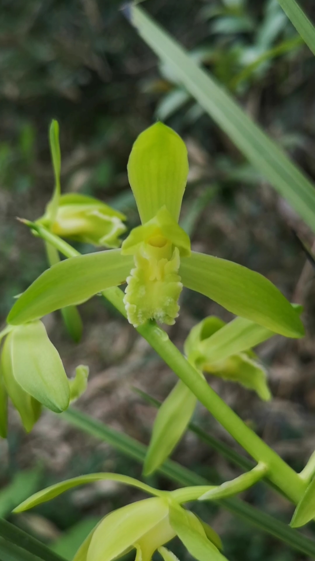 传世经典:金奥素,超级浓香