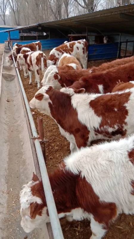 四代紫红花西门塔尔公牛苗脑袋大脖子粗后座宽,喜欢养牛的点个红心加