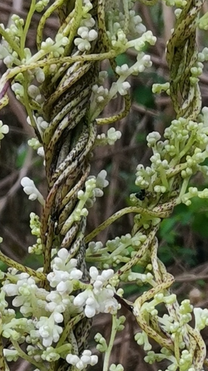 认识植物#认识植物:金灯藤