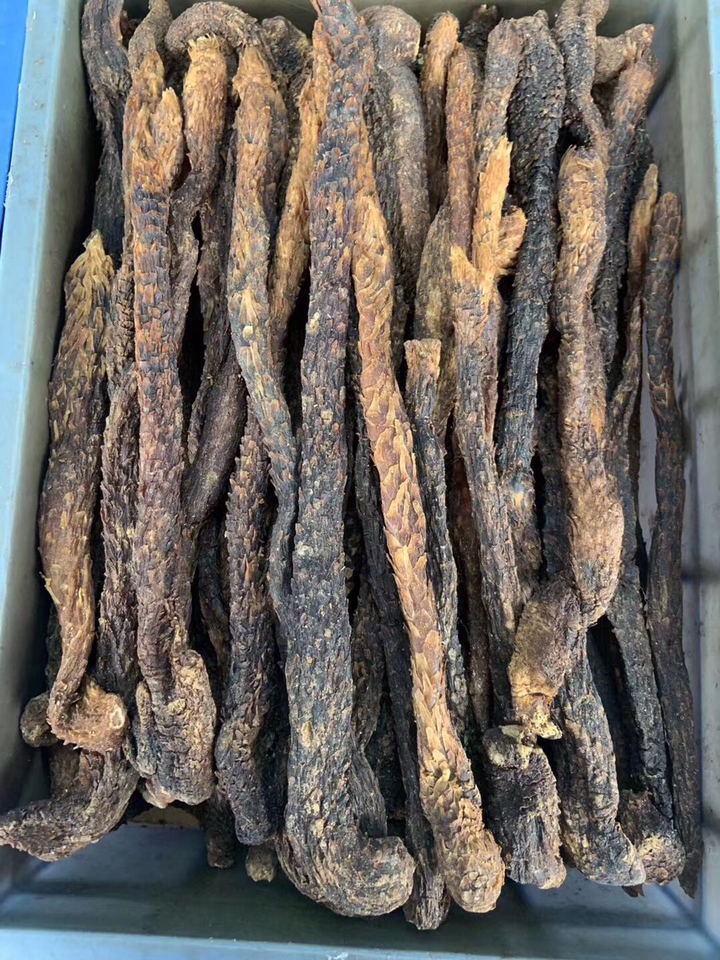 内蒙野生肉苁蓉,天然野生植物,在中药大辞典里被荣誉为"沙漠人参"第二