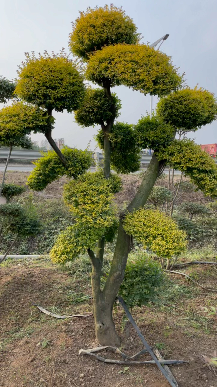 小叶女贞造型树基地亮晶晶女贞造型树大小规格都有适合庭院别墅装饰