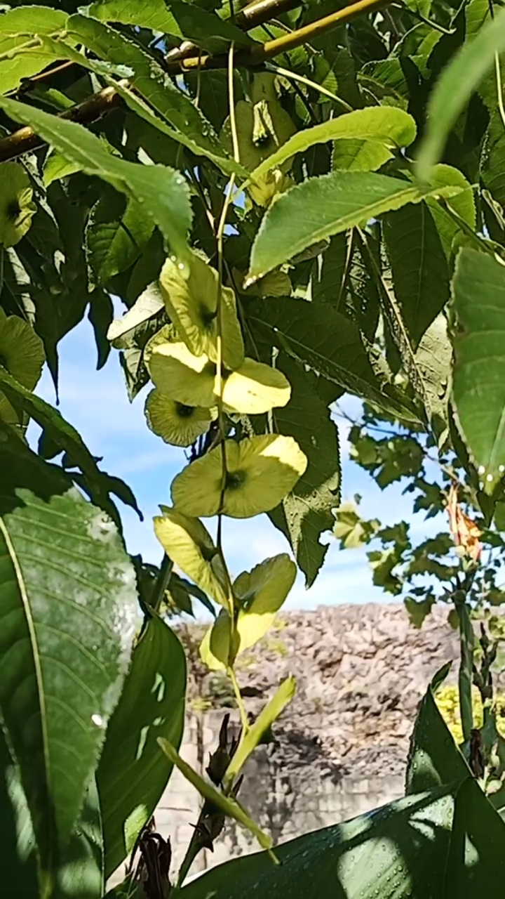 记录生活#青钱柳