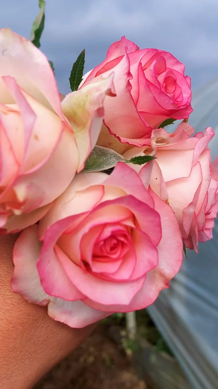 花卉绿植盆栽玫瑰花老桩你只要掌握好方法那也可以养出这样的效果