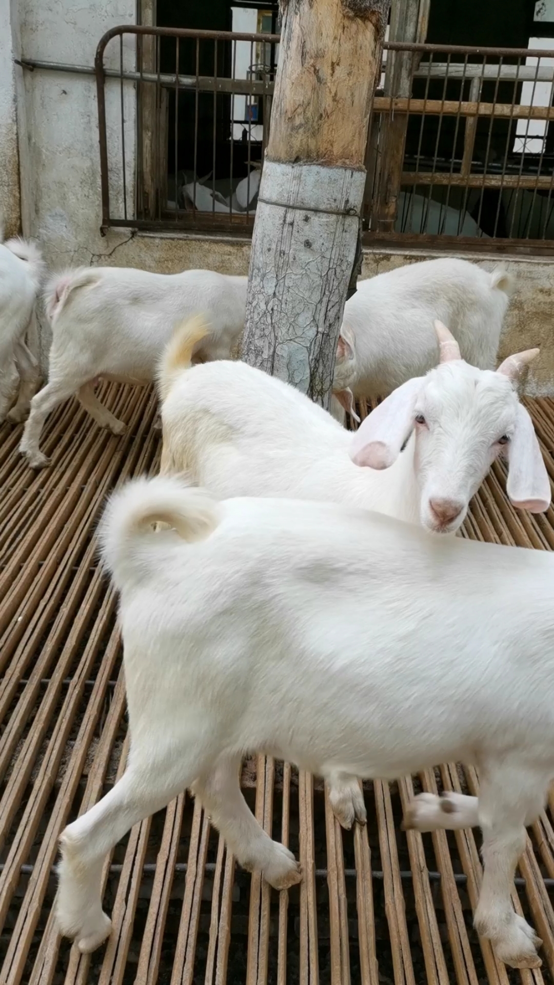 爱农村爱养羊自繁自养多胎多羔支持视频选羊一只也发货