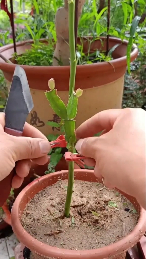 芦荟怎么嫁接蟹爪兰图图片