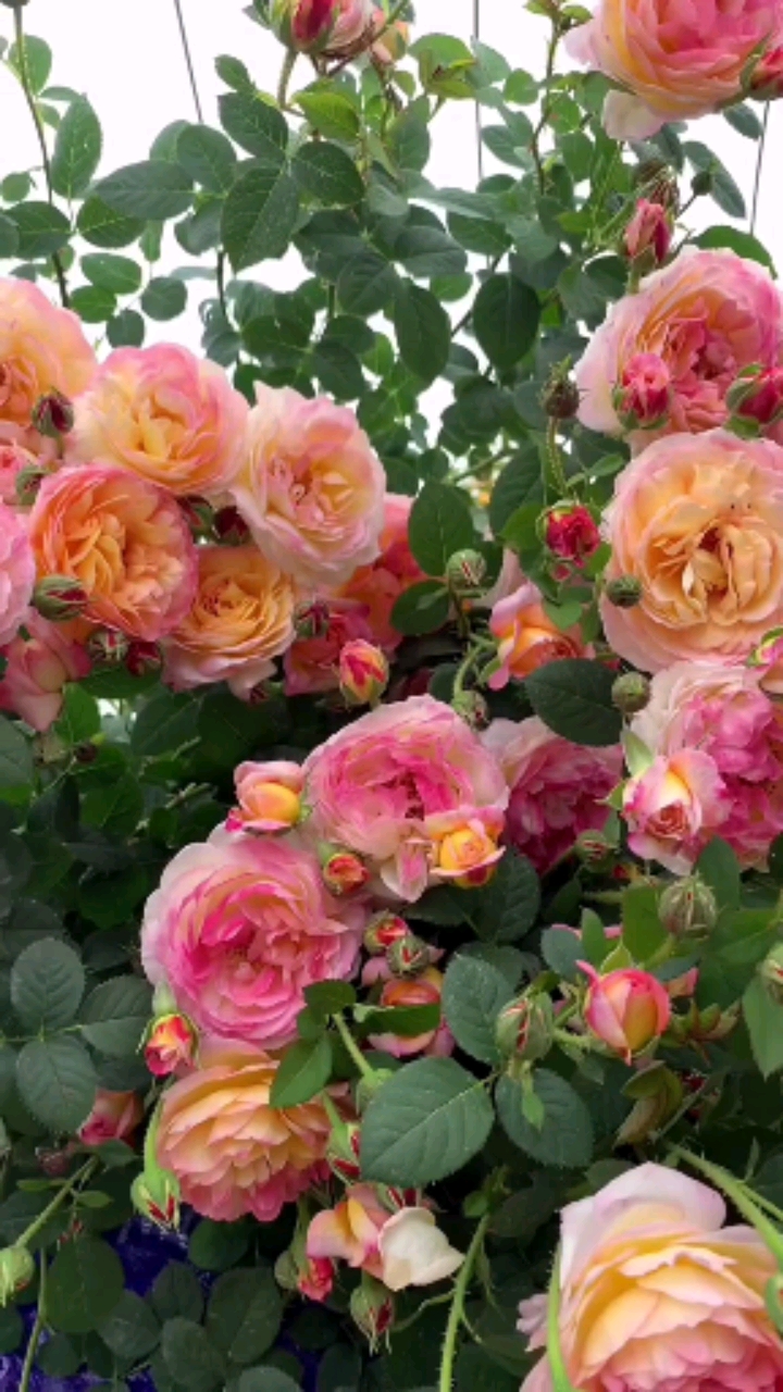 藤本月季詹森,耐寒耐旱,南北方都可以栽植