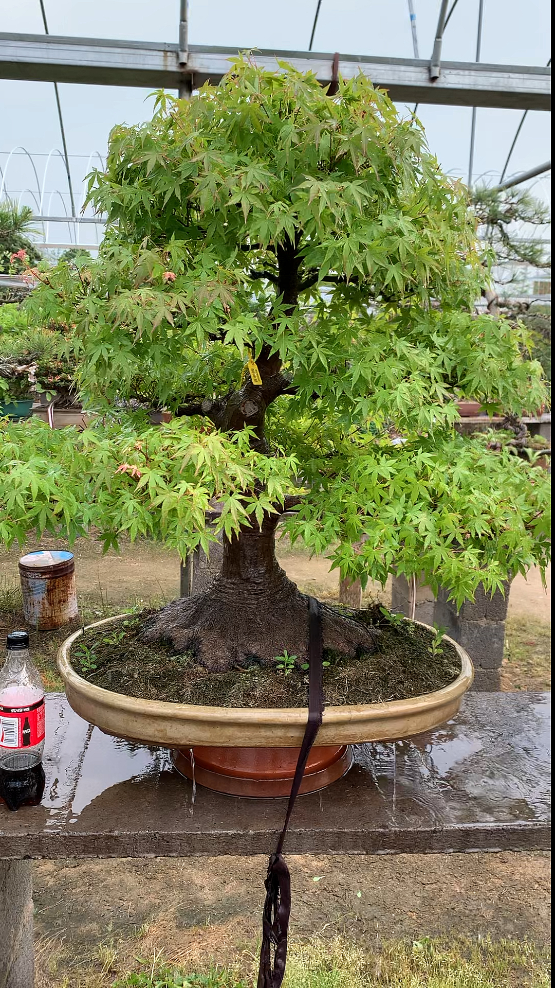 山红叶