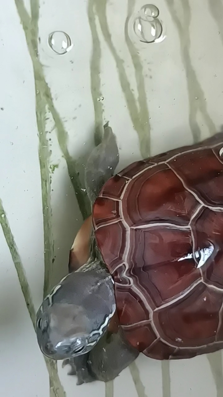 这乌龟的银线真漂亮,要是有金钱的更好了