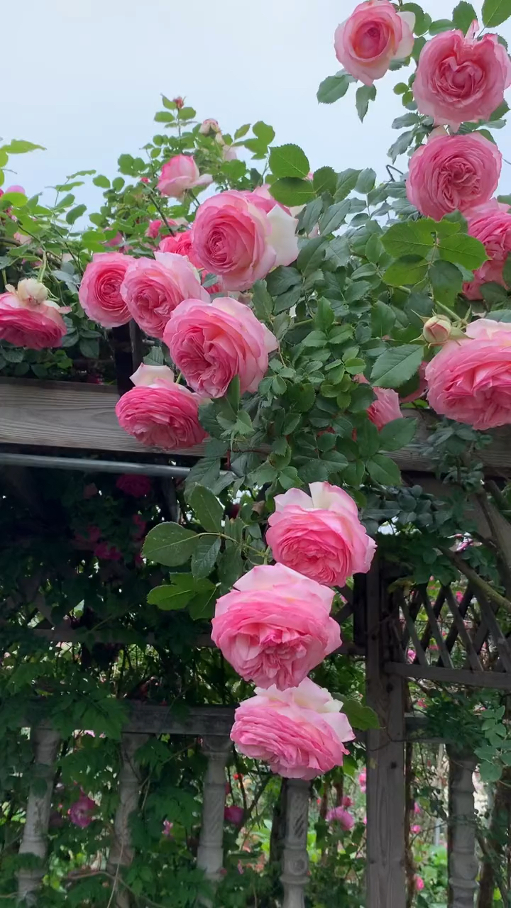 藤本月季粉色达芬奇太美了