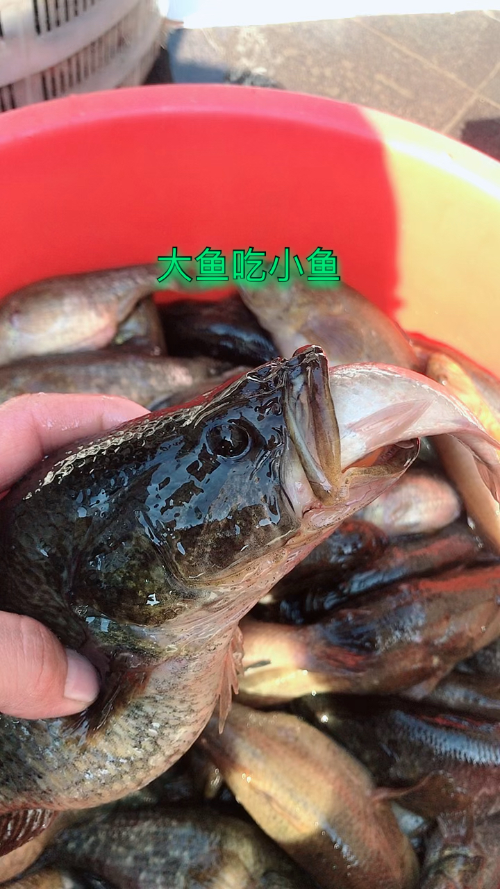 乡村生活#野生老头鱼,狠货来袭,一斤多一条-度小视