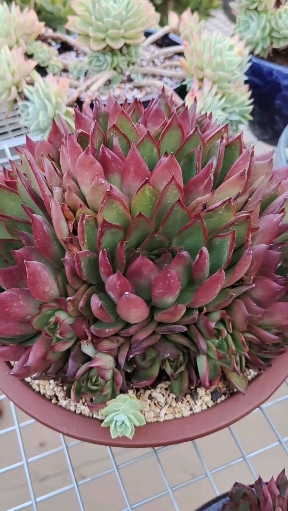 多肉植物#只要露养就能一直红的野马东云,你值得拥有!
