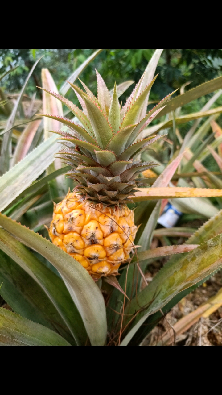 菠萝香甜甜的味道