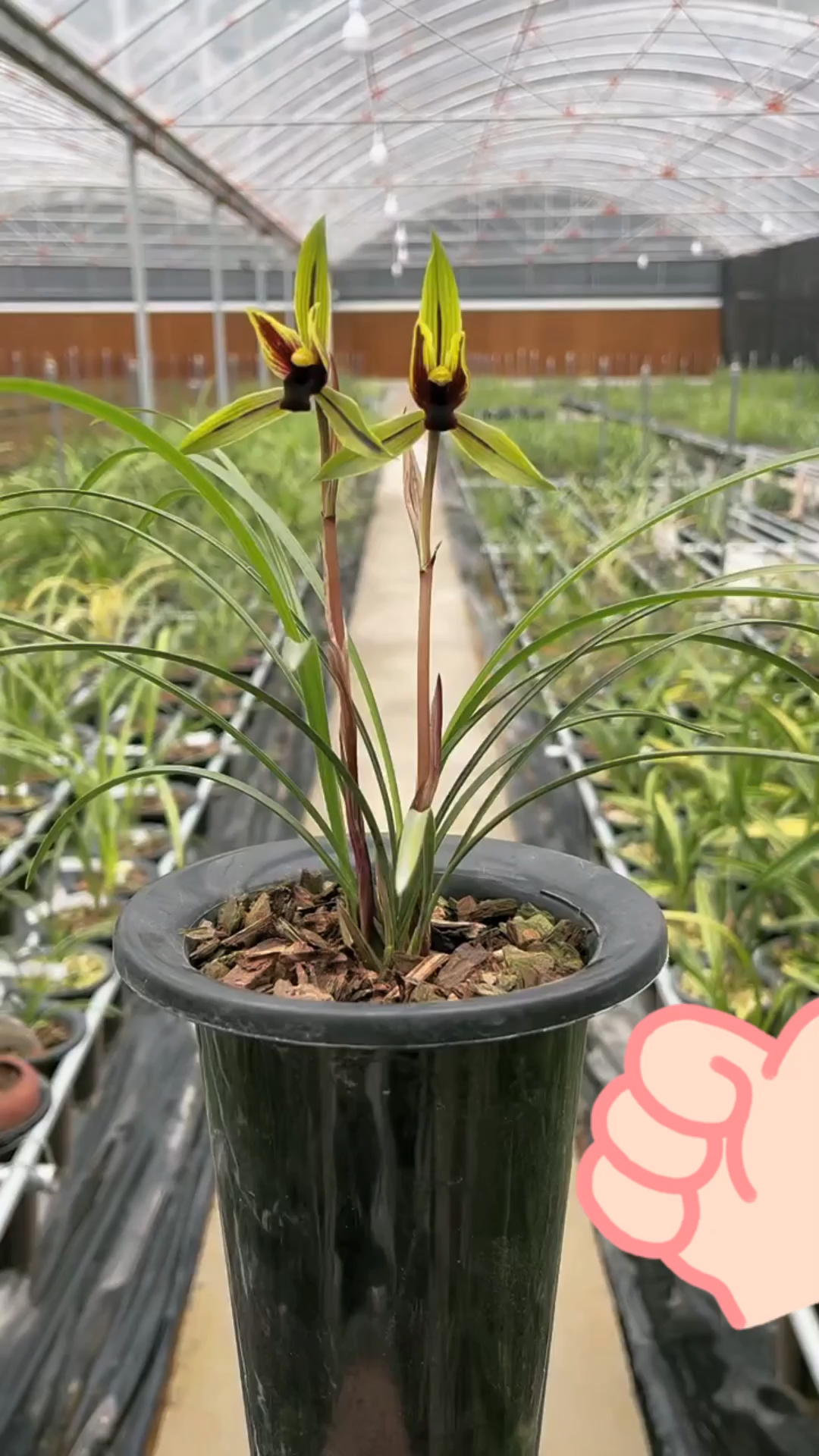 兰花#春兰包公魂开品