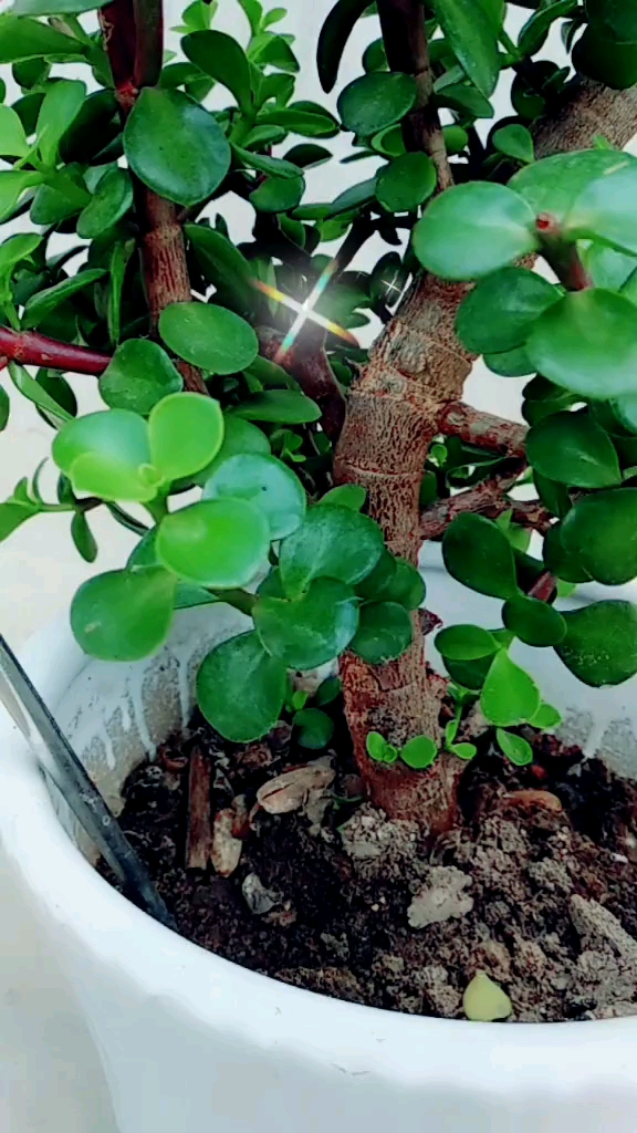 今天下雨,再来说一说金枝玉叶的修剪方法