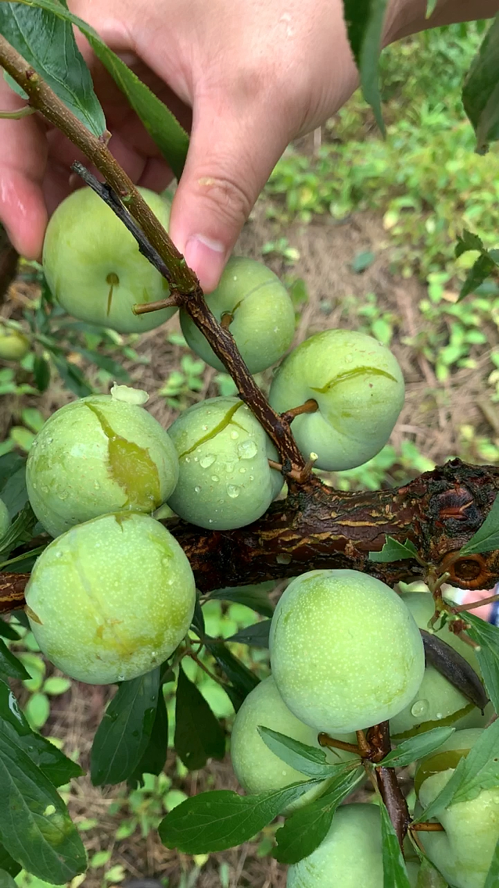 脆李子#四川的脱骨脆甜李!