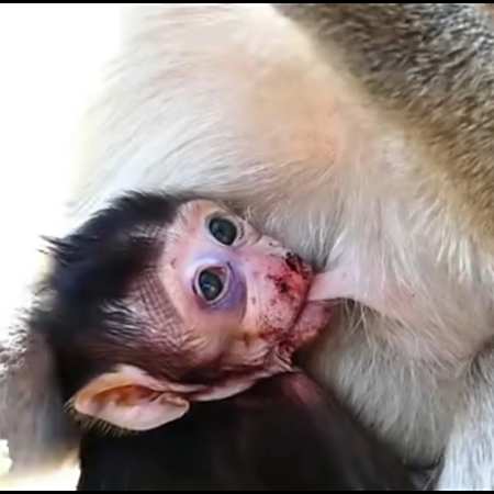 小猴子摔个鼻青脸肿不耽误吃