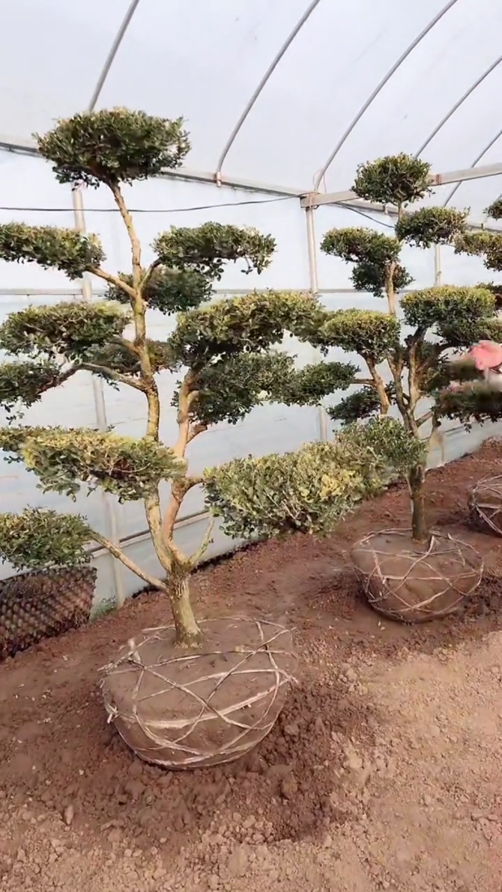 瓜子黄杨造型树,四季常青不落叶,耐寒耐旱南北方都可以栽植