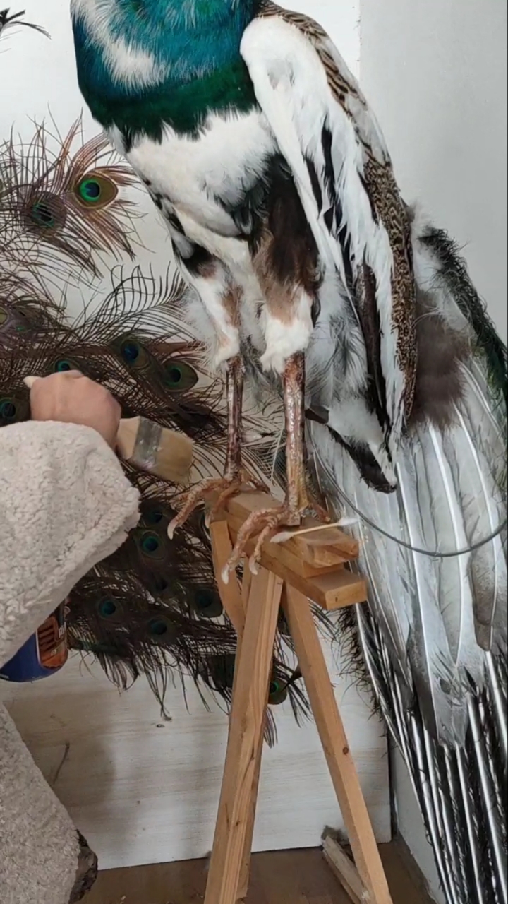 给孔雀刷刷爪子