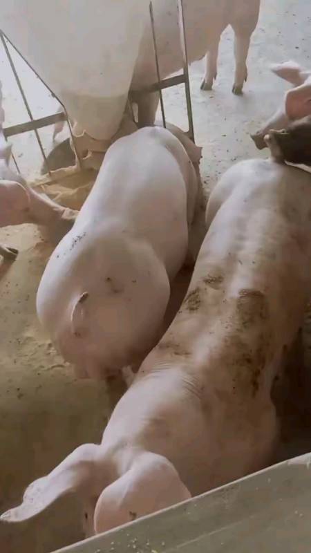 精品比利时长白种公猪,身高腿长屁股大,基因纯正,完美体型
