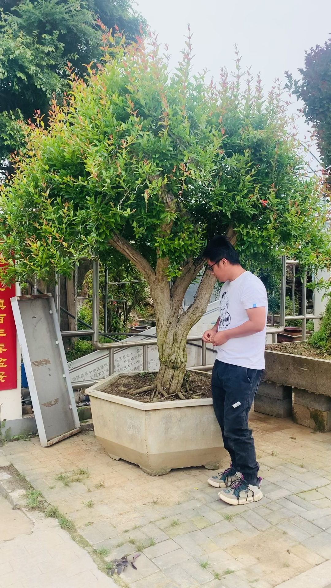 石榴盆景#石榴树,庭院必备,多子多福,多留金银