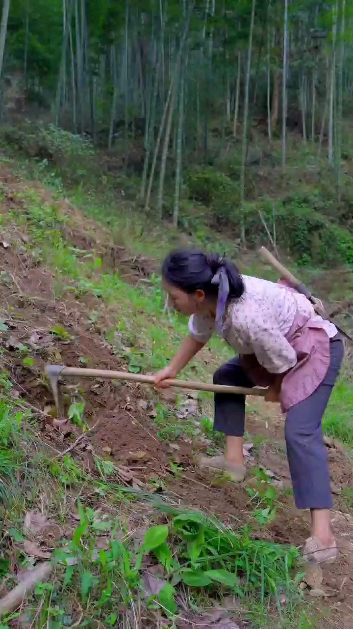 乡村生活乡村生活山里挖竹笋